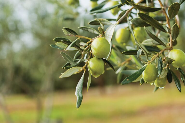 zeytin